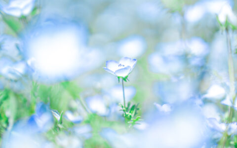 2023.05.nemophila